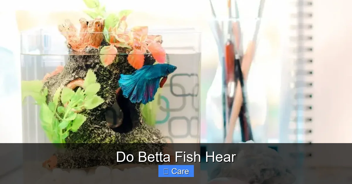 Do Betta Fish Hear