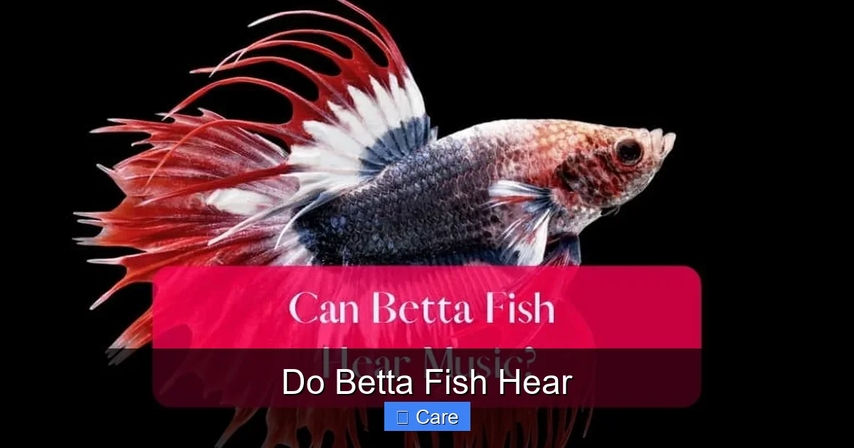 Do Betta Fish Hear