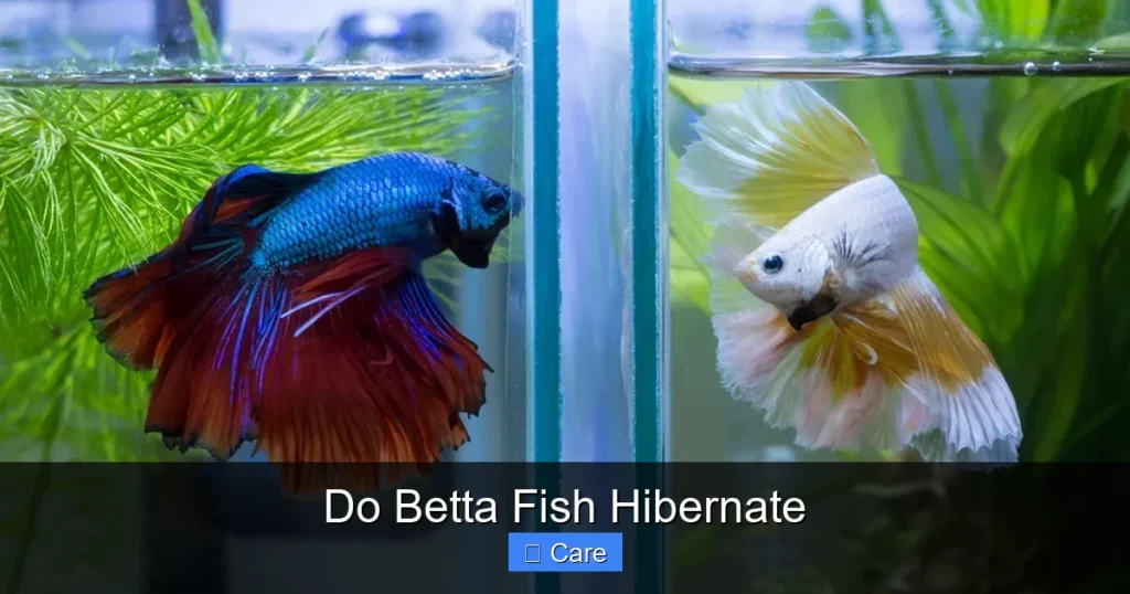 Do Betta Fish Hibernate