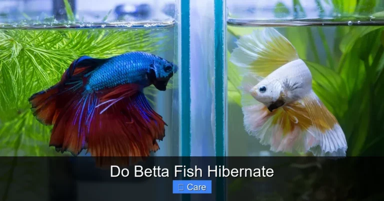 Do Betta Fish Hibernate