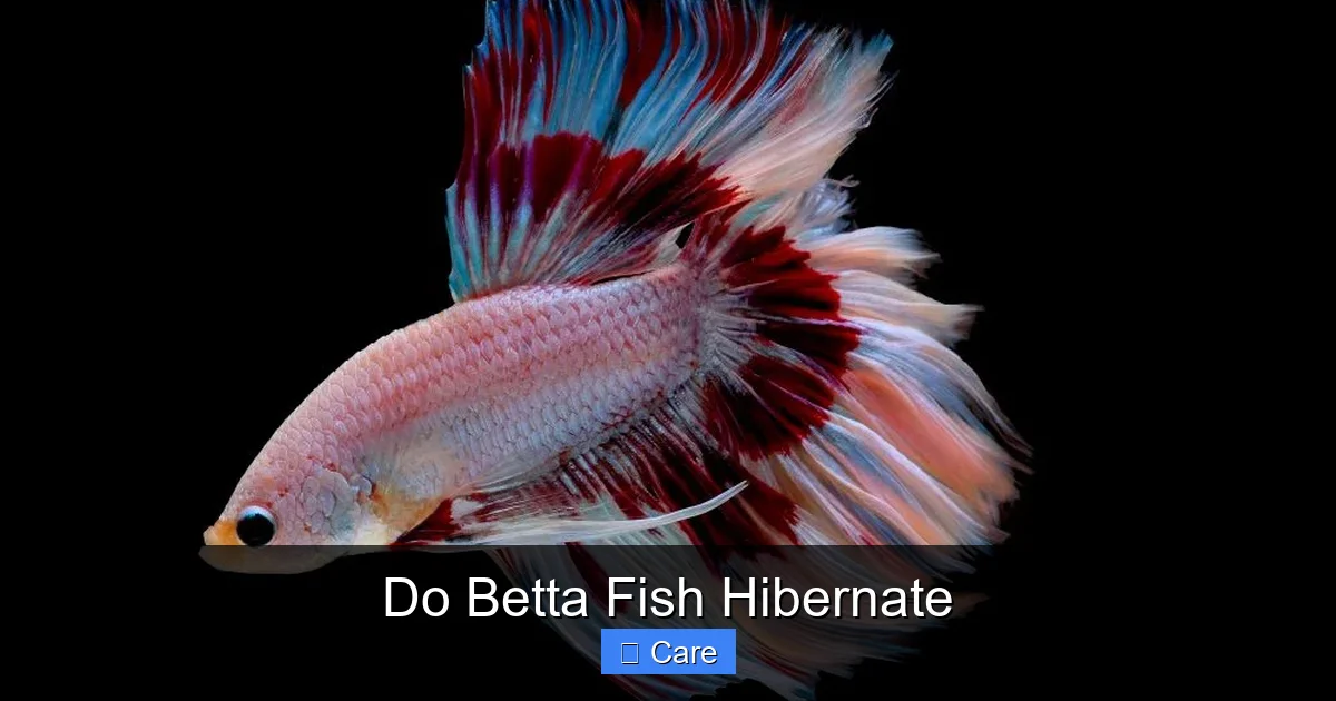 Do Betta Fish Hibernate