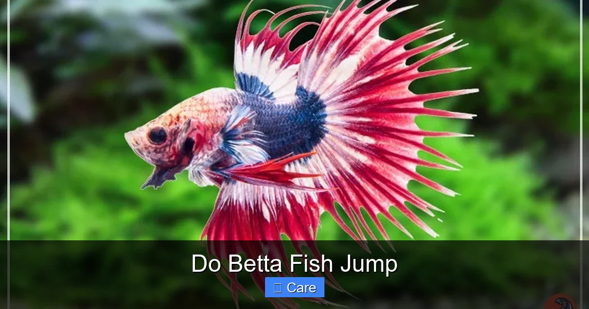 Do Betta Fish Jump