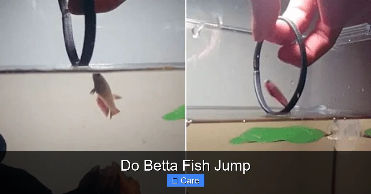 Do Betta Fish Jump