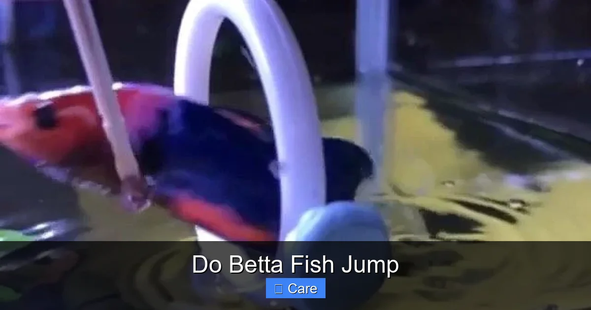 Do Betta Fish Jump
