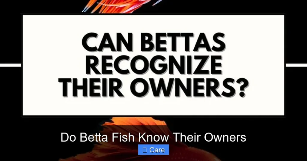 Do Betta Fish Know Their Owners