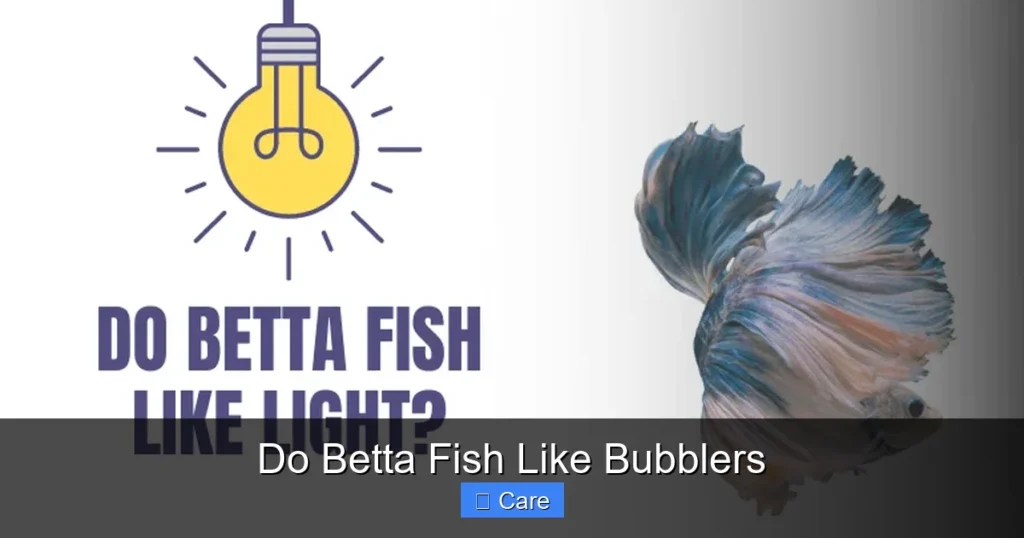 Do Betta Fish Like Bubblers