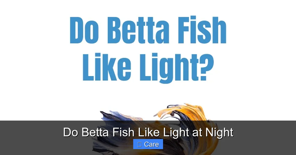 Do Betta Fish Like Light at Night