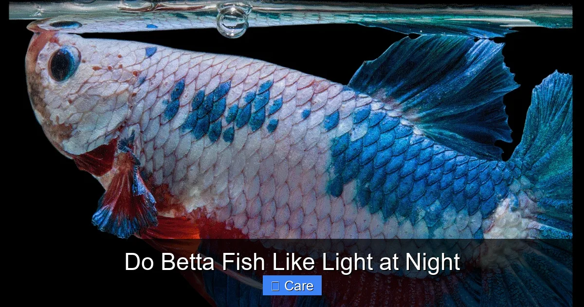 Do Betta Fish Like Light at Night