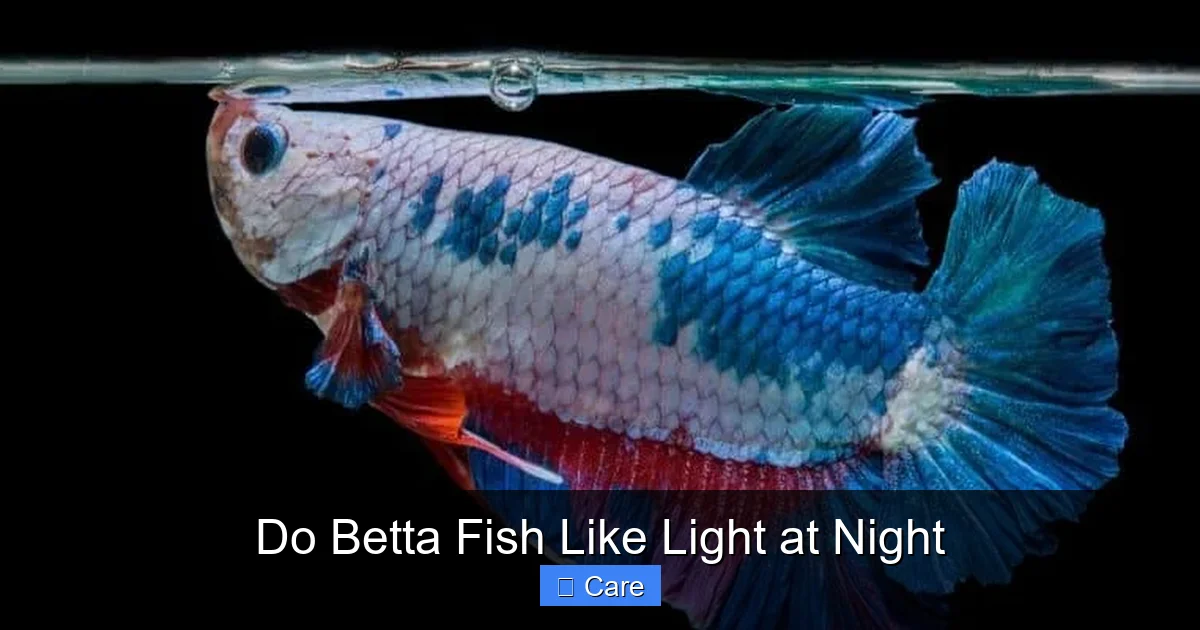 Do Betta Fish Like Light at Night