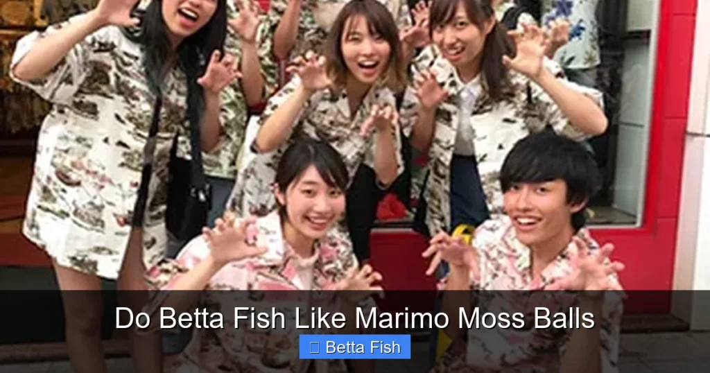 Do Betta Fish Like Marimo Moss Balls