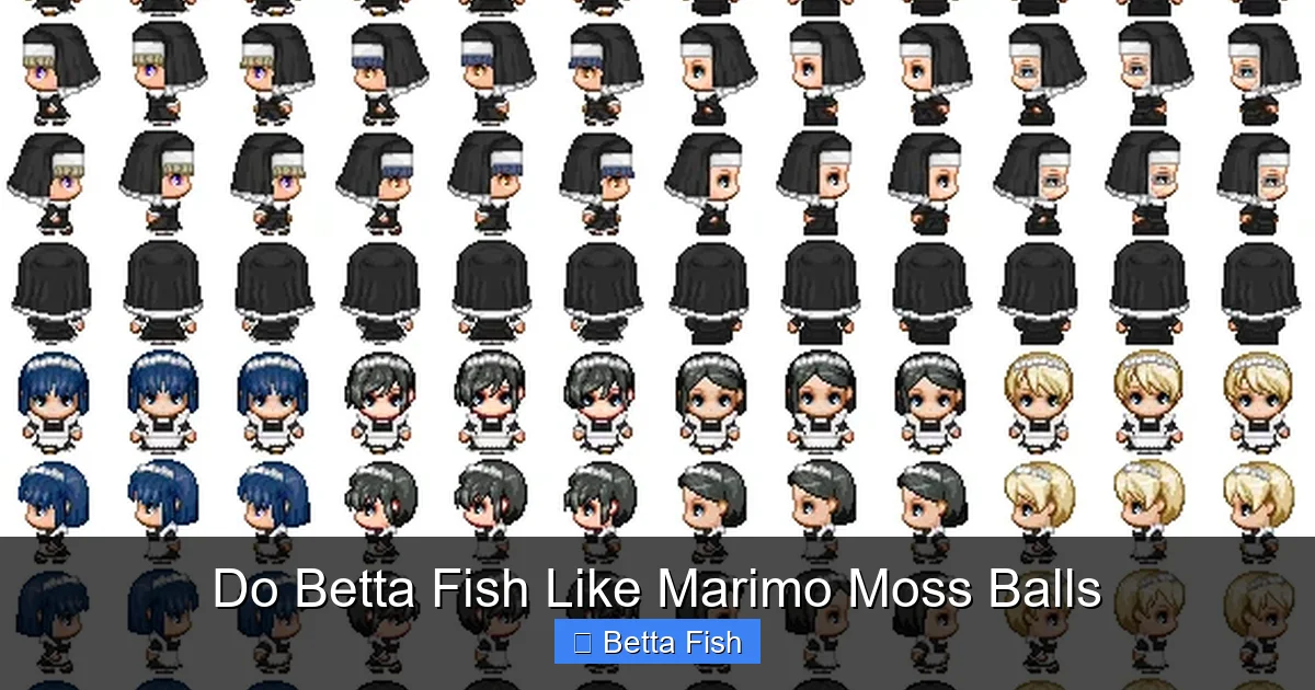 Do Betta Fish Like Marimo Moss Balls
