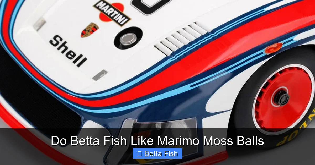 Do Betta Fish Like Marimo Moss Balls