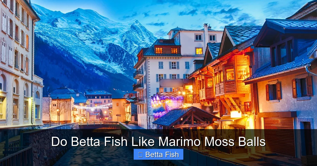 Do Betta Fish Like Marimo Moss Balls