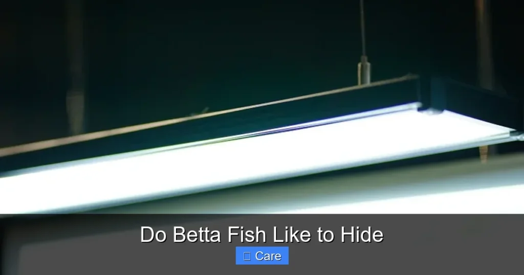Do Betta Fish Like to Hide