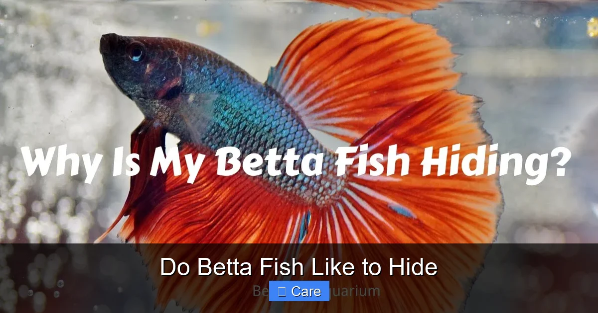 Do Betta Fish Like to Hide