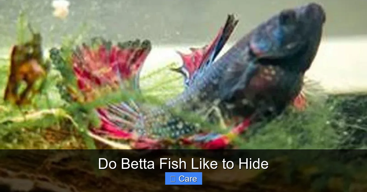 Do Betta Fish Like to Hide