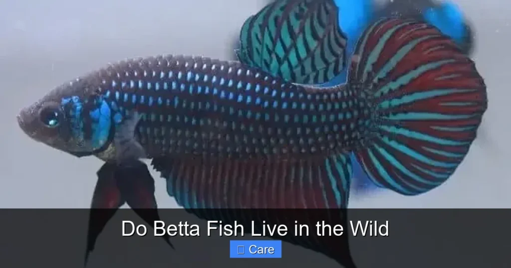 Do Betta Fish Live in the Wild