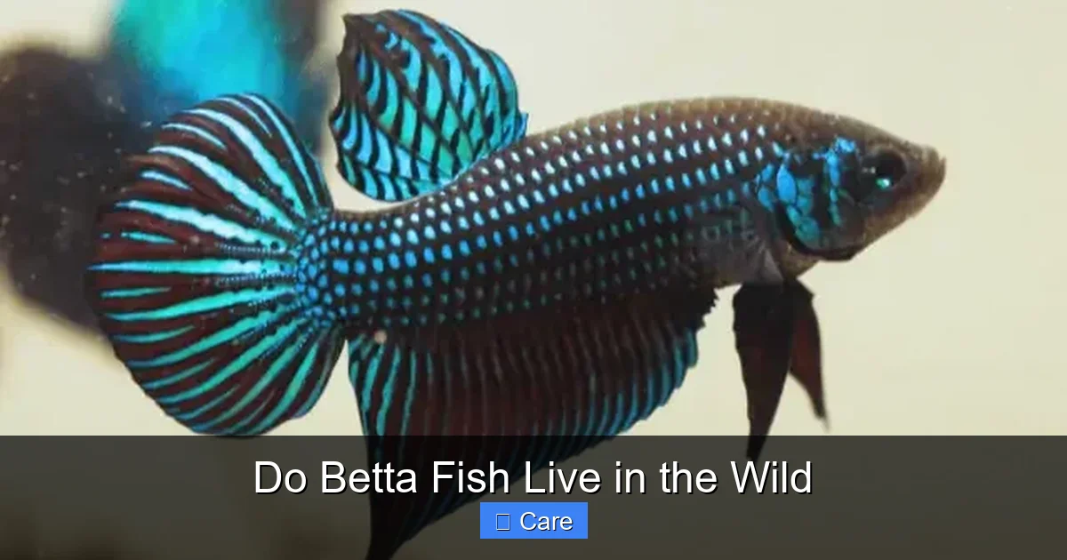 Do Betta Fish Live in the Wild
