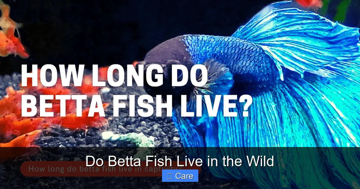Do Betta Fish Live in the Wild