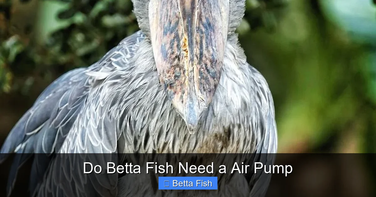 Do Betta Fish Need a Air Pump