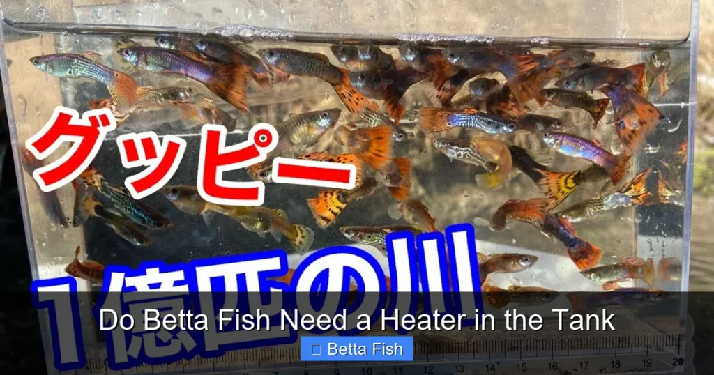 Do Betta Fish Need a Heater in the Tank