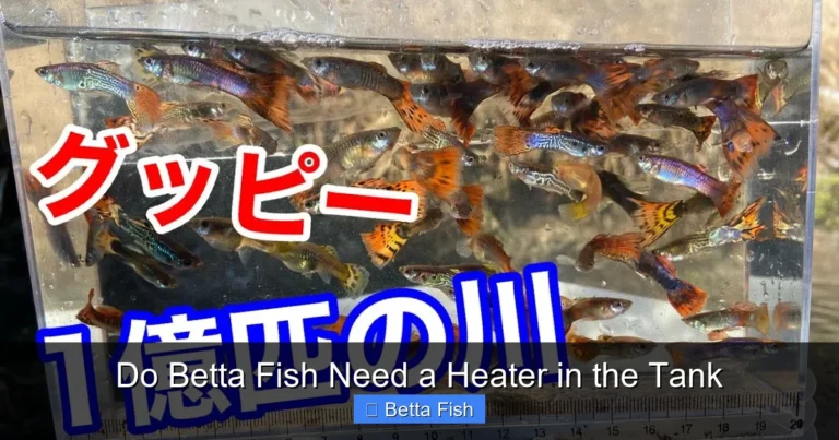 Do Betta Fish Need a Heater in the Tank