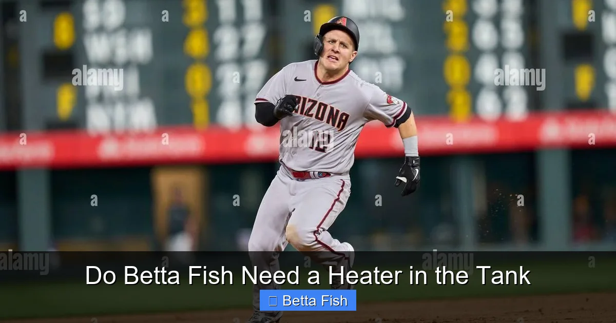 Do Betta Fish Need a Heater in the Tank