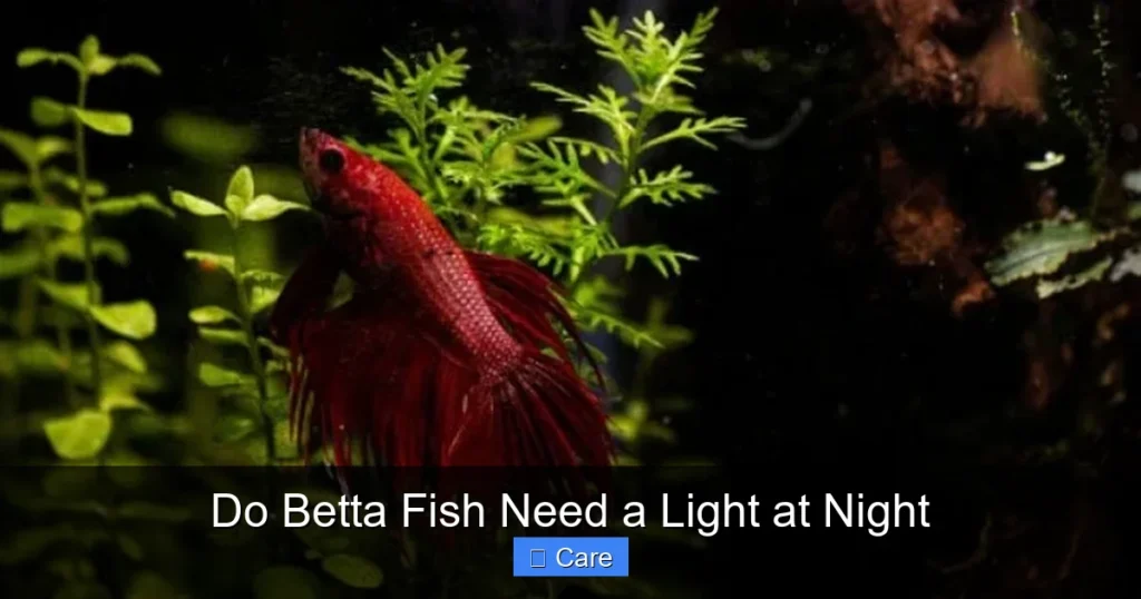 Do Betta Fish Need a Light at Night