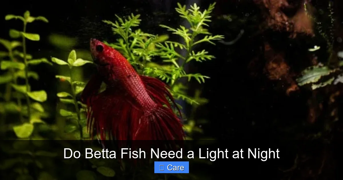 Do Betta Fish Need a Light at Night