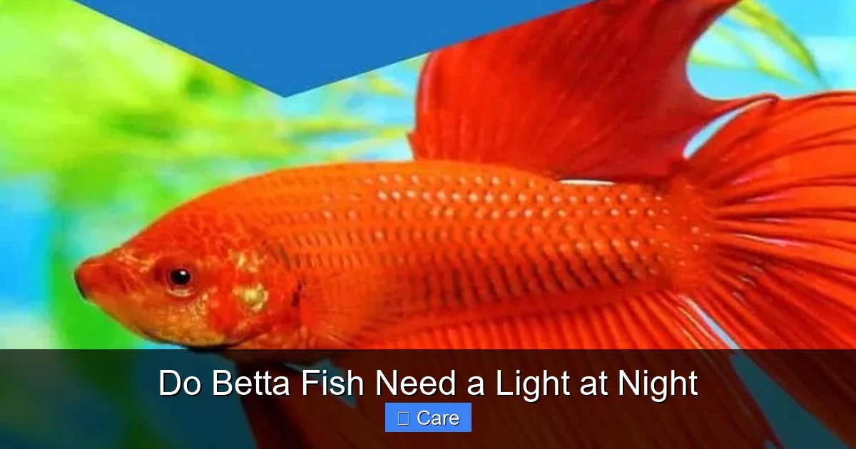 Do Betta Fish Need a Light at Night