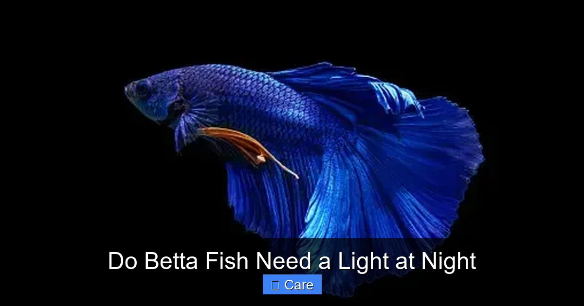 Do Betta Fish Need a Light at Night