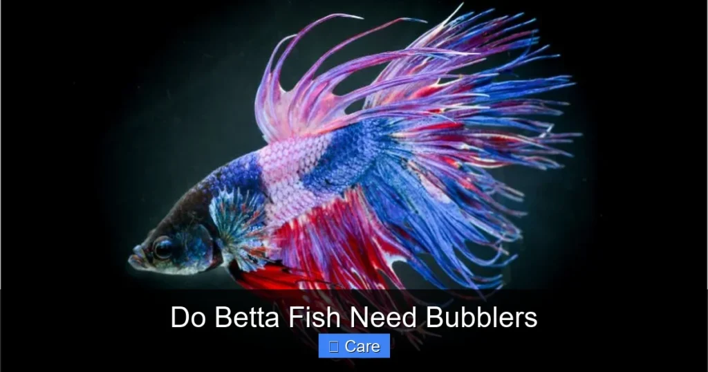 Do Betta Fish Need Bubblers