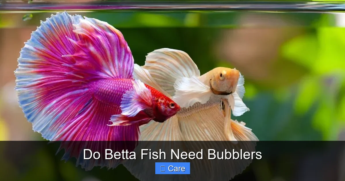 Do Betta Fish Need Bubblers