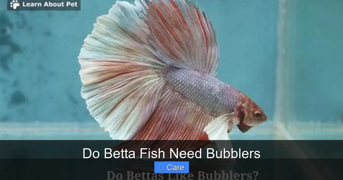 Do Betta Fish Need Bubblers