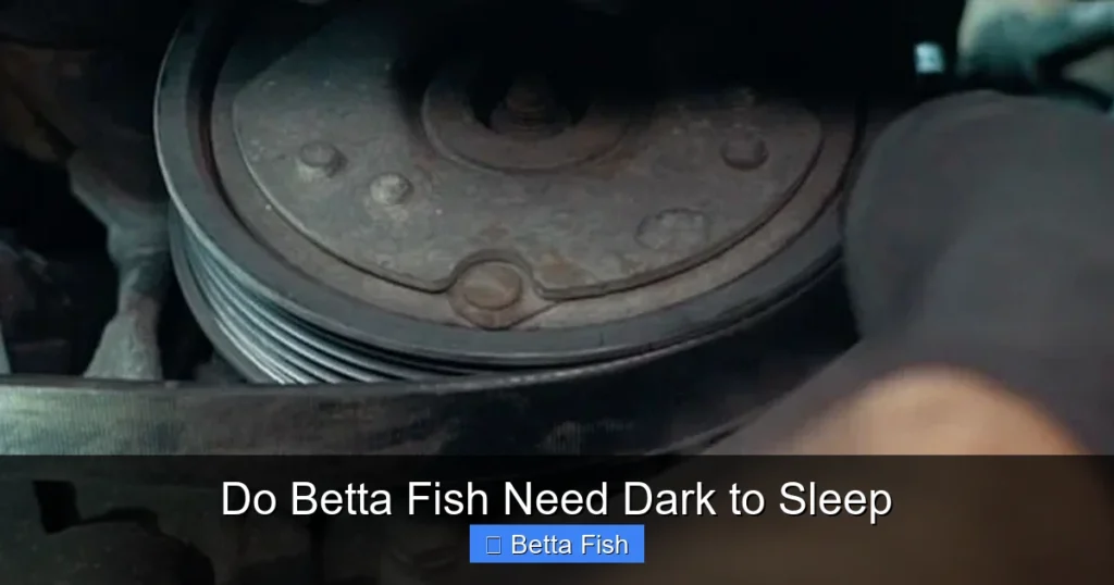 Do Betta Fish Need Dark to Sleep