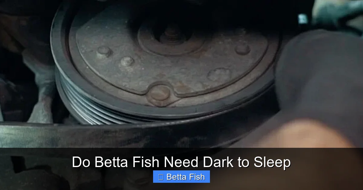 Do Betta Fish Need Dark to Sleep
