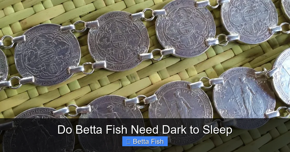 Do Betta Fish Need Dark to Sleep