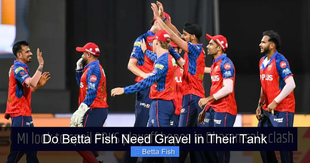 Do Betta Fish Need Gravel in Their Tank