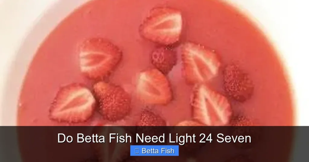 Do Betta Fish Need Light 24 Seven