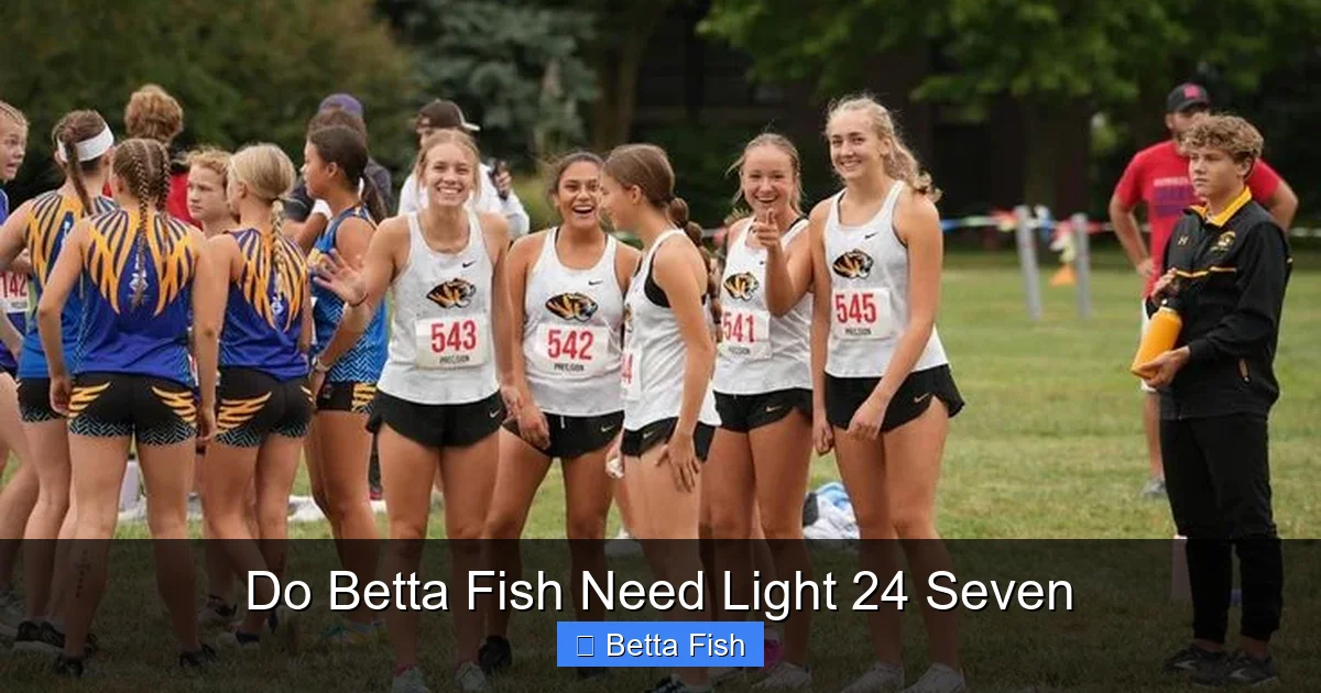 Do Betta Fish Need Light 24 Seven