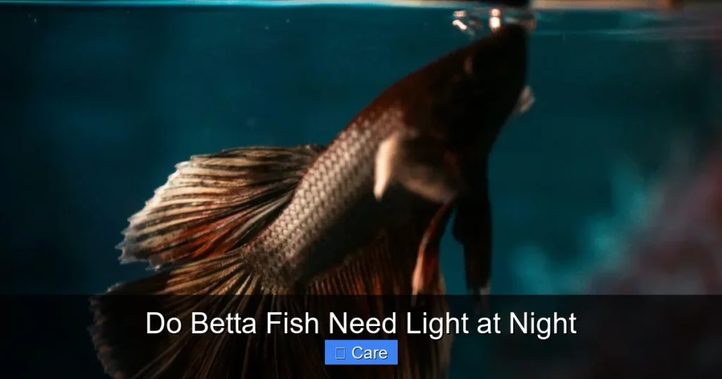 Do Betta Fish Need Light at Night