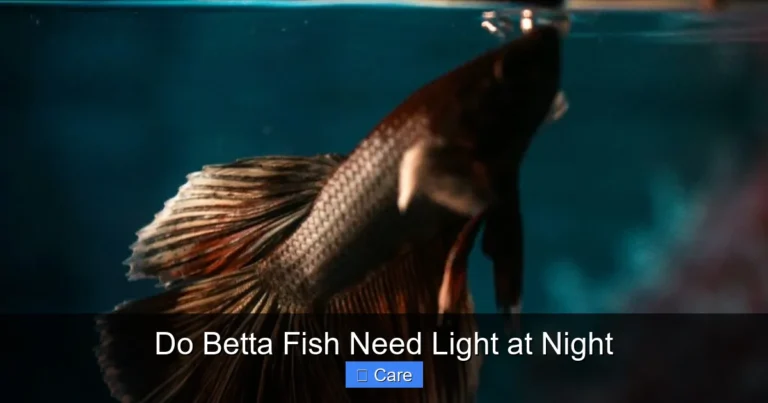 Do Betta Fish Need Light at Night