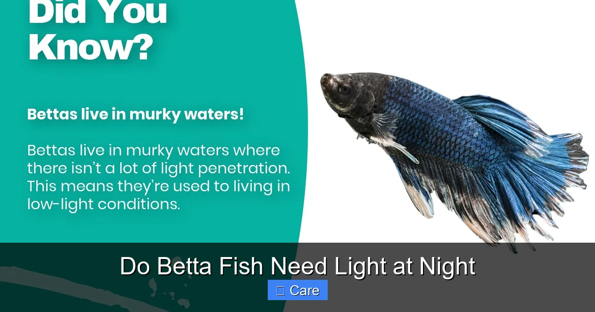 Do Betta Fish Need Light at Night
