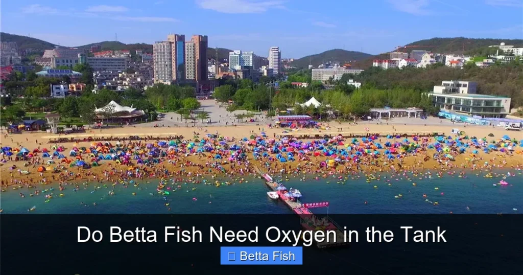 Do Betta Fish Need Oxygen in the Tank