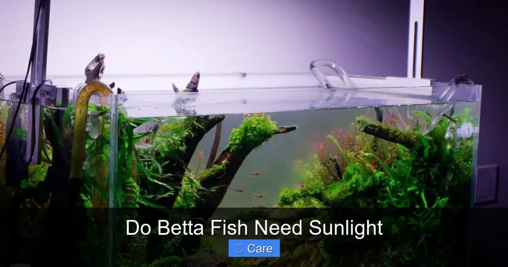 Do Betta Fish Need Sunlight
