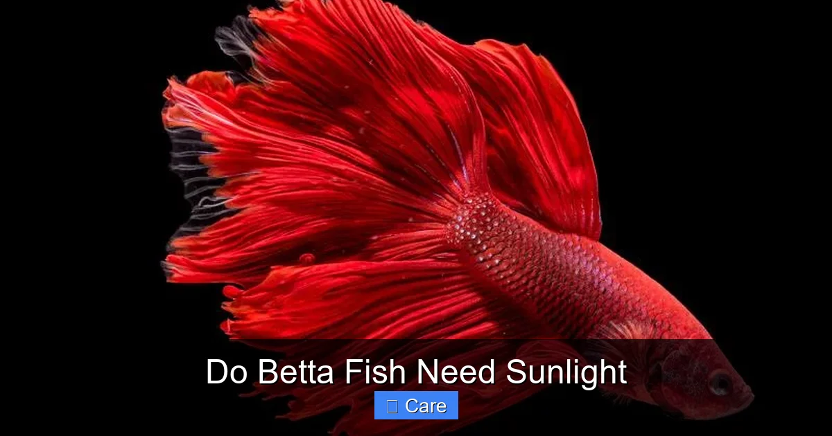 Do Betta Fish Need Sunlight