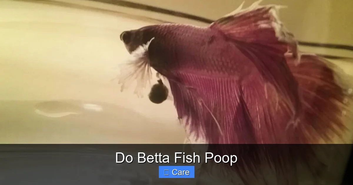 Do Betta Fish Poop