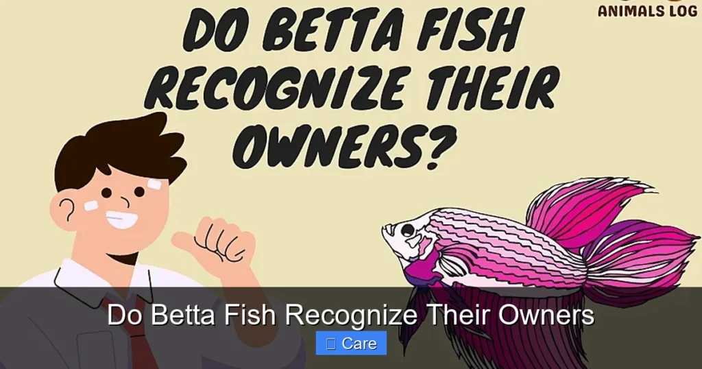Do Betta Fish Recognize Their Owners