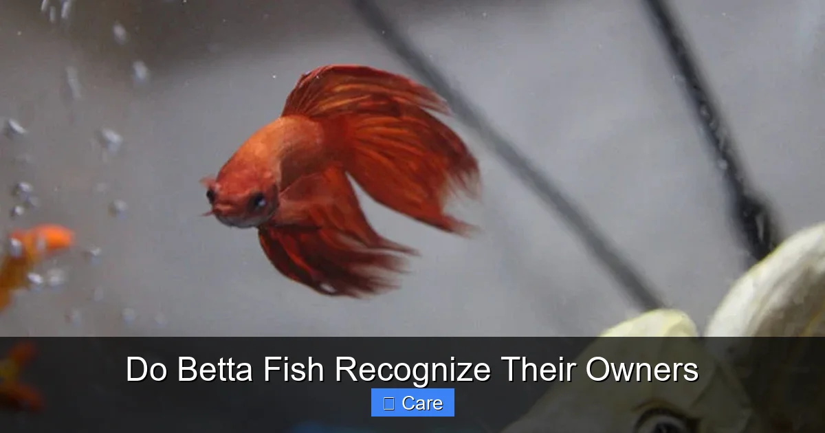 Do Betta Fish Recognize Their Owners