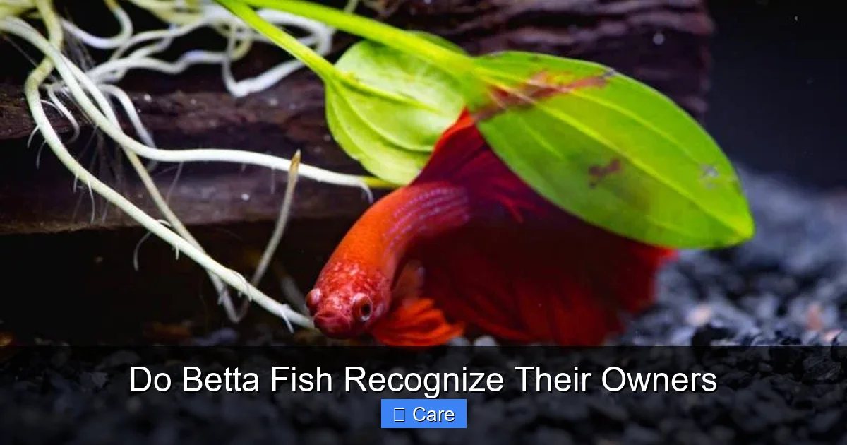 Do Betta Fish Recognize Their Owners